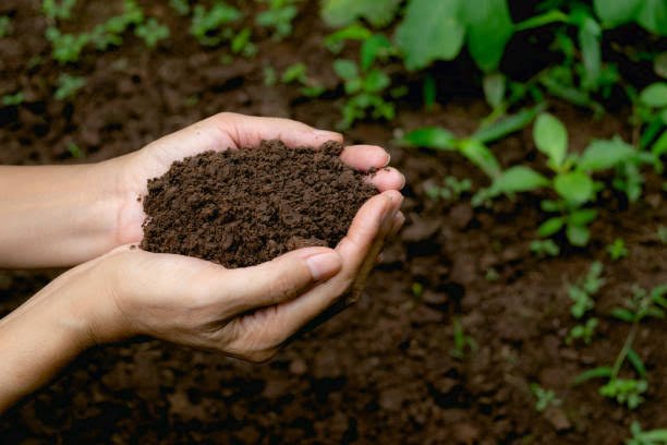 Fertilizer application in an agricultural field